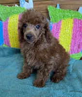 Beau, a male Poodle - Toy  for sale in Gaffney, SC – 3 of 4