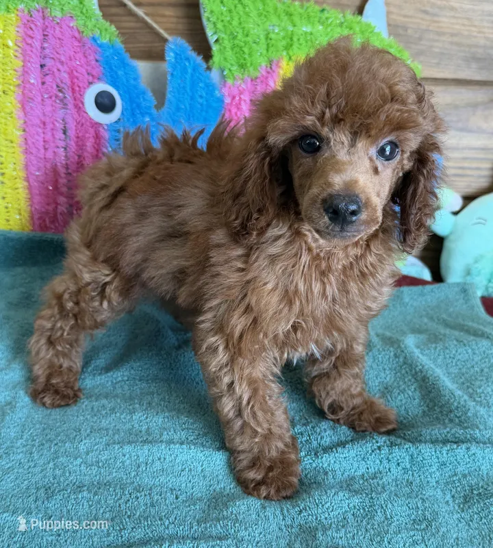 Beau – Poodle - Toy  puppy for sale in Gaffney, SC