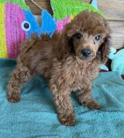 Beau, a male Poodle - Toy  for sale in Gaffney, SC – 1 of 4