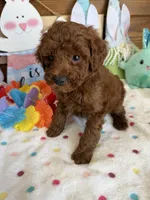 Beau, a male Poodle - Toy  for sale in Gaffney, SC – Photo 2 of 3