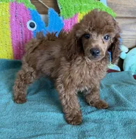 Beau, a male Poodle - Toy  for sale in Gaffney, SC – 2 of 4