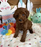 Beau, a male Poodle - Toy  for sale in Gaffney, SC – Photo 1 of 3