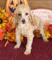 Stella, a female Poodle - Miniature  for sale in Gaffney, SC – 2 of 4