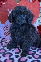 Olive, a female Poodle - Toy  for sale in Gaffney, SC – Photo 2 of 3