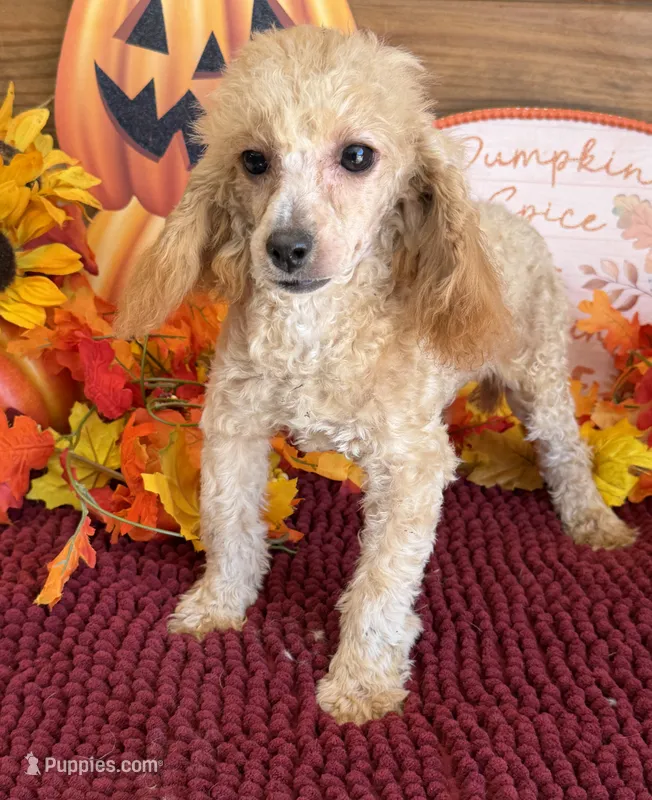 Stella – Poodle - Miniature  puppy for sale in Gaffney, SC
