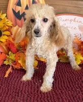 Stella, a female Poodle - Miniature  for sale in Gaffney, SC – 1 of 4