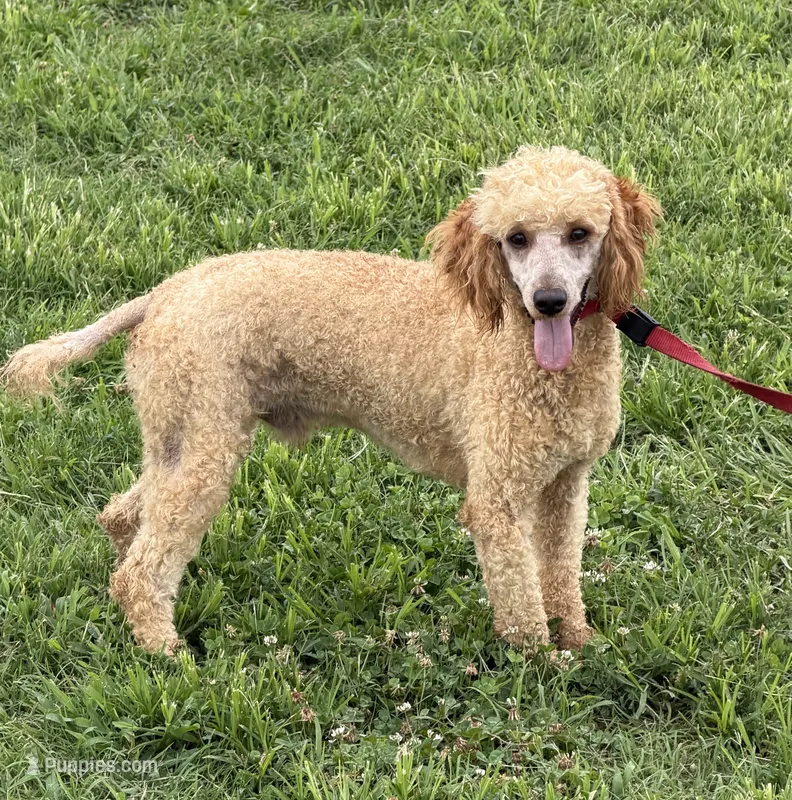 Ben – Poodle - Miniature  puppy for sale in Gaffney, SC