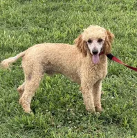 Ben, a male Poodle - Miniature  for sale in Gaffney, SC – 1 of 6