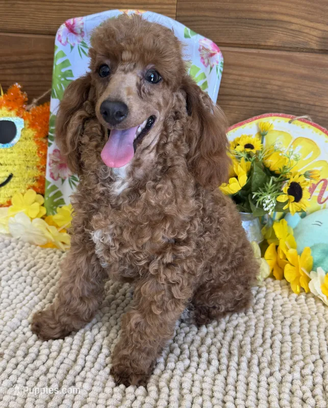 Finn – Poodle - Toy  puppy for sale in Gaffney, SC