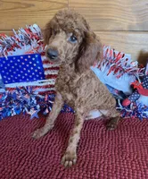 Beau, a male Poodle - Miniature  for sale in Gaffney, SC – 2 of 4