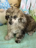Puzzle, a male Poodle - Toy  for sale in Gaffney, SC – Photo 3 of 3