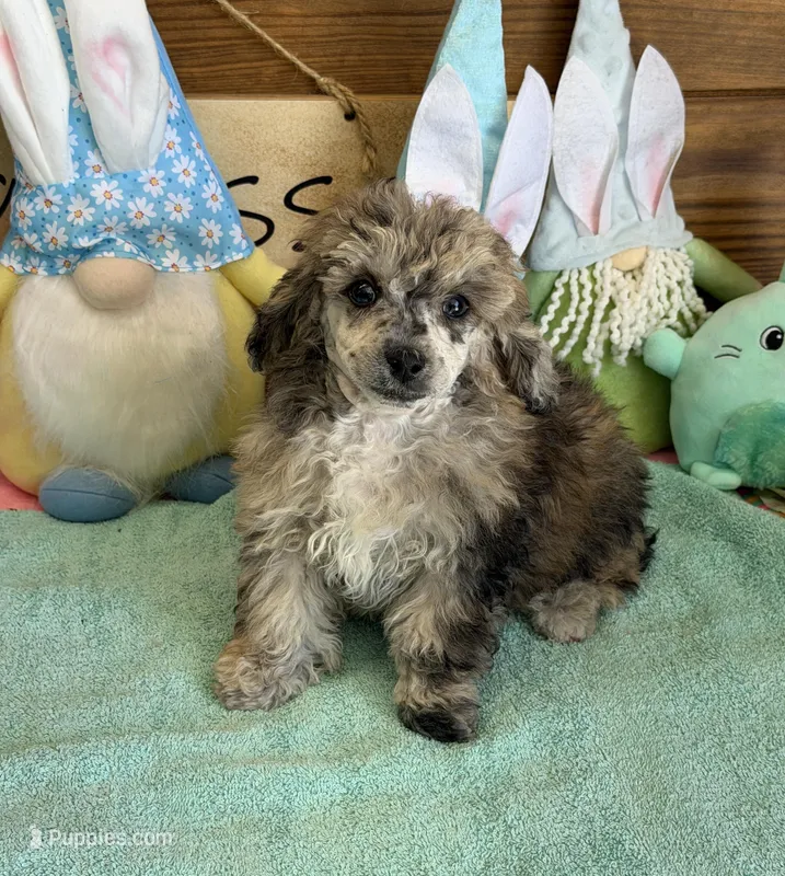 Puzzle – Poodle - Toy  puppy for sale in Gaffney, SC