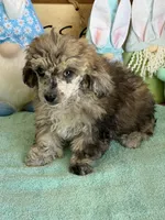 Puzzle, a male Poodle - Toy  for sale in Gaffney, SC – Photo 2 of 3