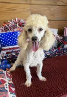 Newton, a male Poodle - Toy  for sale in Gaffney, SC – 4 of 9