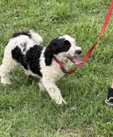 Oreo, a female Miniature Labradoodle for sale in Gaffney, SC – 6 of 10