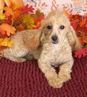 Stella, a female Poodle - Miniature  for sale in Gaffney, SC – 4 of 4