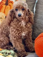 Finn, a male Poodle - Toy  for sale in Gaffney, SC – 8 of 9