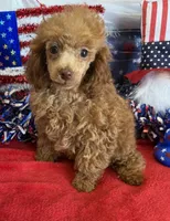 Candy, a female Poodle - Toy  for sale in Gaffney, SC – 3 of 3