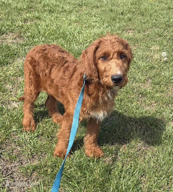 Kenny – Miniature Labradoodle puppy for sale in Gaffney, SC
