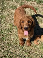 Kenny, a male Miniature Labradoodle for sale in Gaffney, SC – Photo 3 of 3