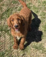 Kenny, a male Miniature Labradoodle for sale in Gaffney, SC – Photo 2 of 3