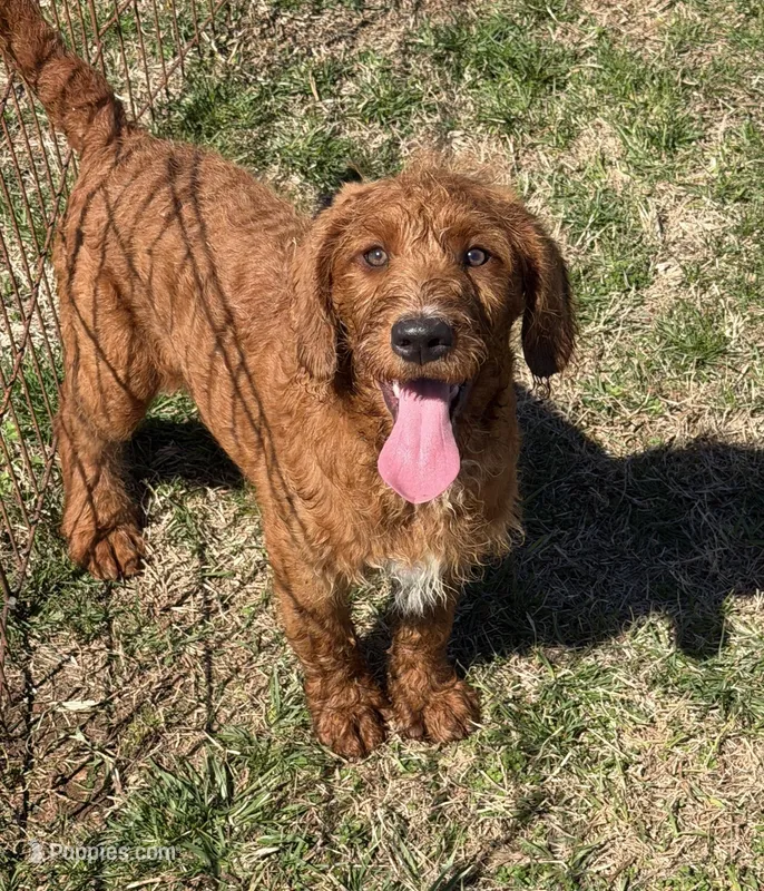Kenny – Miniature Labradoodle puppy for sale in Gaffney, SC