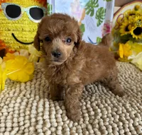 Rose, a female Poodle - Toy  for sale in Gaffney, SC – 3 of 3