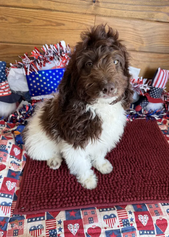 Maxx – Miniature Goldendoodle puppy for sale in Gaffney, SC