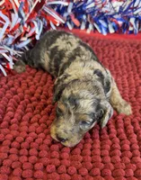 Bella, a female Cockapoo for sale in Gaffney, SC – 3 of 3