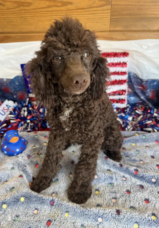 Hershall – Poodle - Miniature  puppy for sale in Gaffney, SC