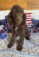 Hershall, a male Poodle - Miniature  for sale in Gaffney, SC – 1 of 6