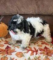 Molly, a female Cockapoo for sale in Gaffney, SC – 4 of 5