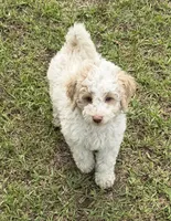 Spirit, a male Miniature Goldendoodle for sale in Gaffney, SC – 7 of 9