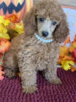 Lucy, a female Poodle - Miniature  for sale in Gaffney, SC – 3 of 4
