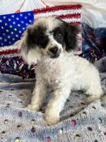 Bandit, a male Poodle - Toy  for sale in Gaffney, SC – 3 of 7