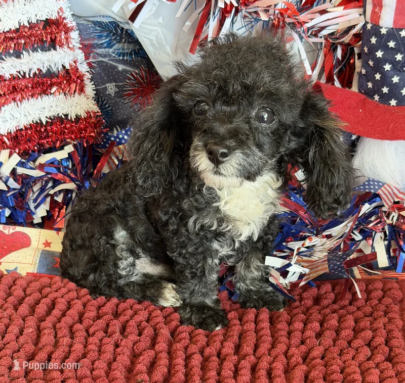 Cory – Poodle - Toy  puppy for sale in Gaffney, SC