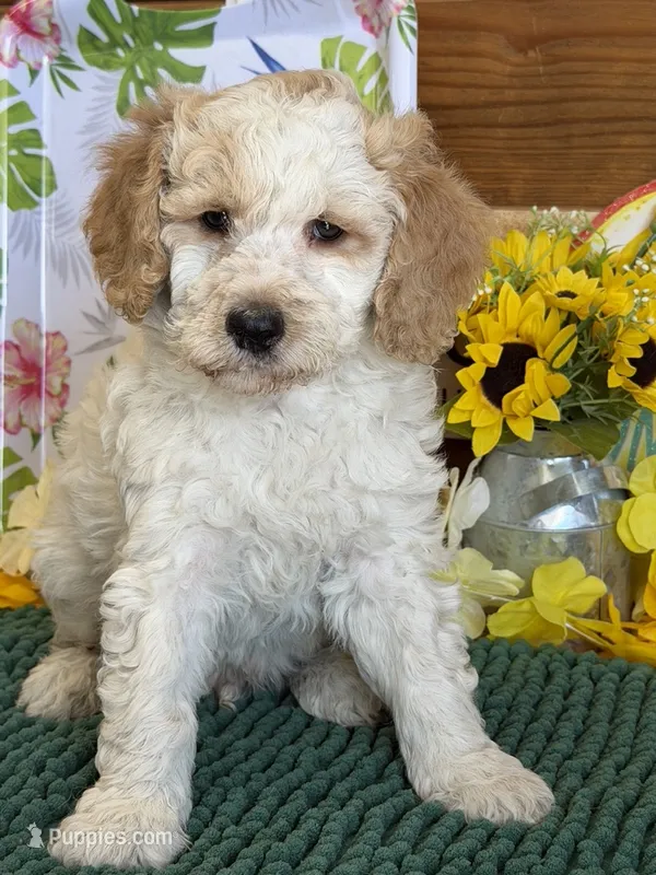 Travis – Miniature Goldendoodle puppy for sale in Gaffney, SC