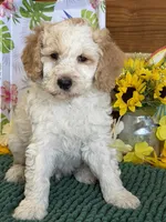 Travis, a male Miniature Goldendoodle for sale in Gaffney, SC – 1 of 3