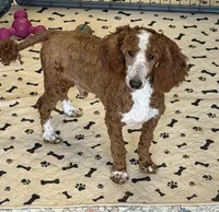 Huck, a male Poodle - Miniature  for sale in Gaffney, SC – 3 of 3