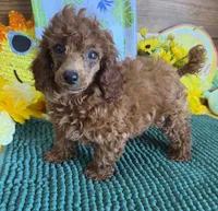 Cinders, a female Poodle - Toy  for sale in Gaffney, SC – 2 of 4