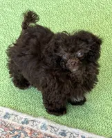 Cocoa, a female Poodle - Toy  for sale in Gaffney, SC – 2 of 4