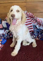 Spirit, a male Miniature Goldendoodle for sale in Gaffney, SC – 2 of 5