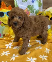 Piper, a female Miniature Labradoodle for sale in Gaffney, SC – 4 of 4