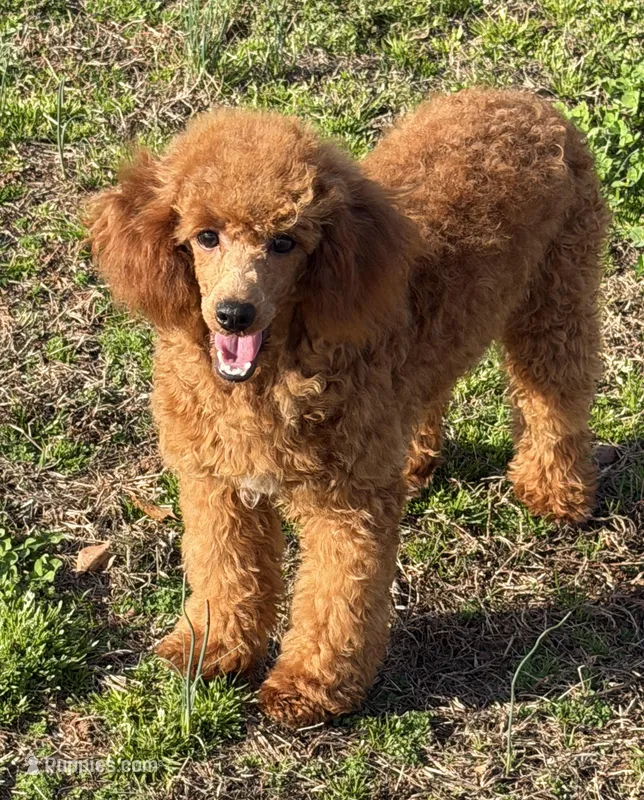 Juliet – Poodle - Miniature  puppy for sale in Gaffney, SC