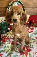 Juliet, a female Poodle - Miniature  for sale in Gaffney, SC – Photo 3 of 4