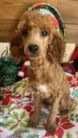 Juliet, a female Poodle - Miniature  for sale in Gaffney, SC – Photo 2 of 4