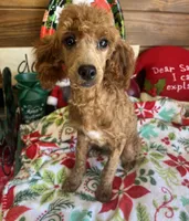 Juliet, a female Poodle - Miniature  for sale in Gaffney, SC – Photo 1 of 4