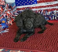 Cuddles, a female Poodle - Toy  for sale in Gaffney, SC – 2 of 4