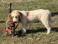 Patty, a female Miniature Labradoodle for sale in Gaffney, SC – 8 of 8