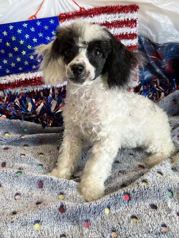 Bandit – Poodle - Toy  puppy for sale in Gaffney, SC